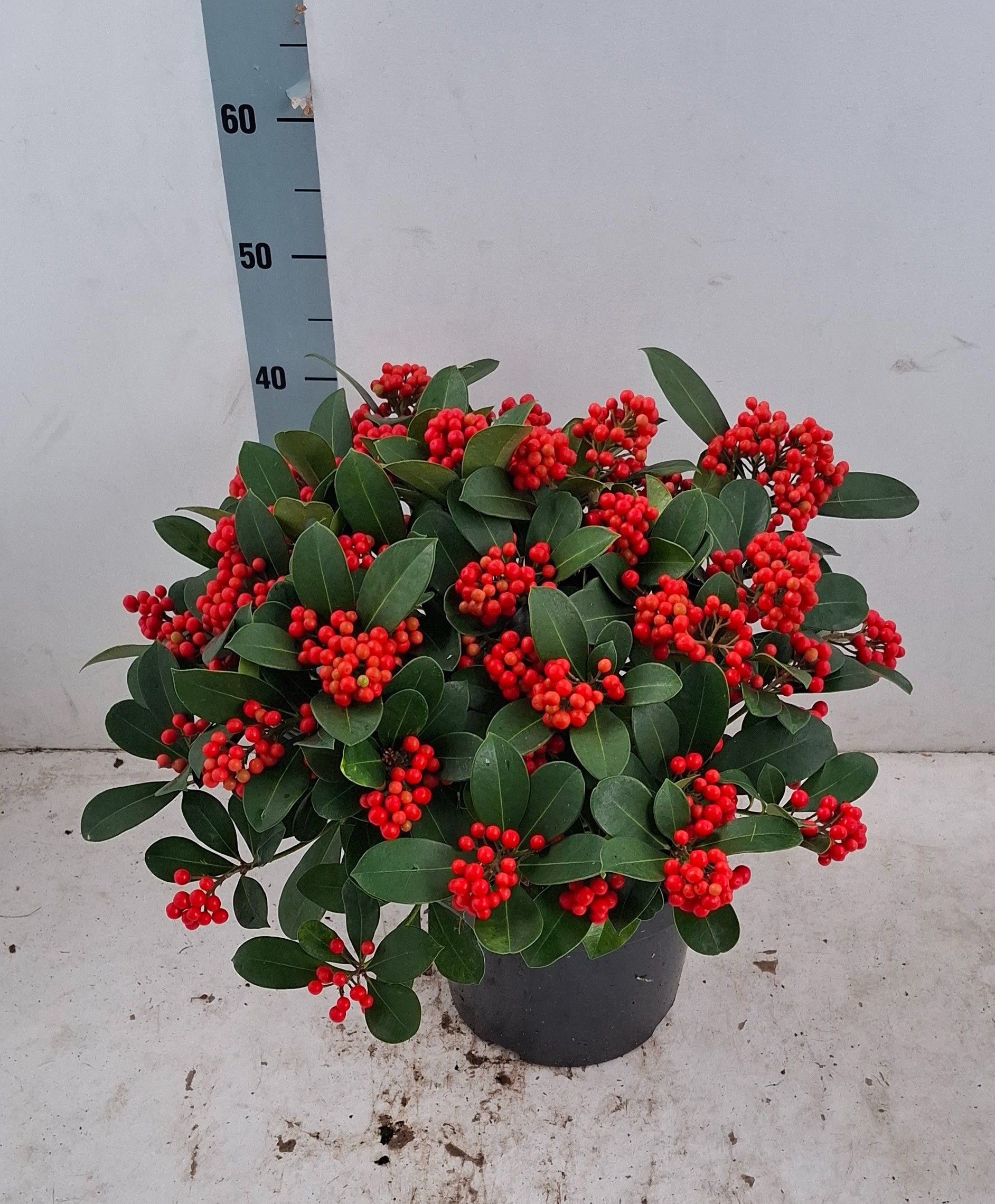 Skimmia jap. 'Veitchii'