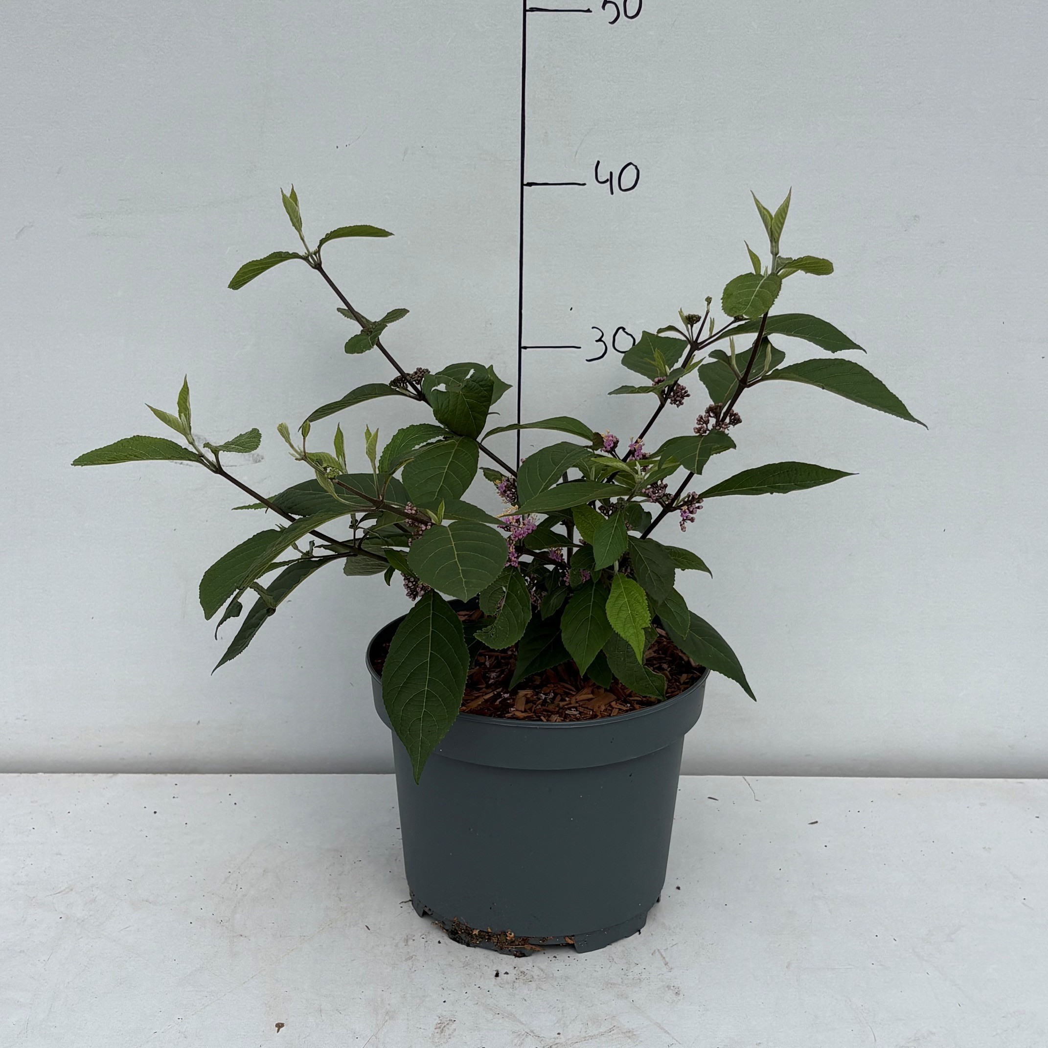 Callicarpa bodinieri 'Profusion'