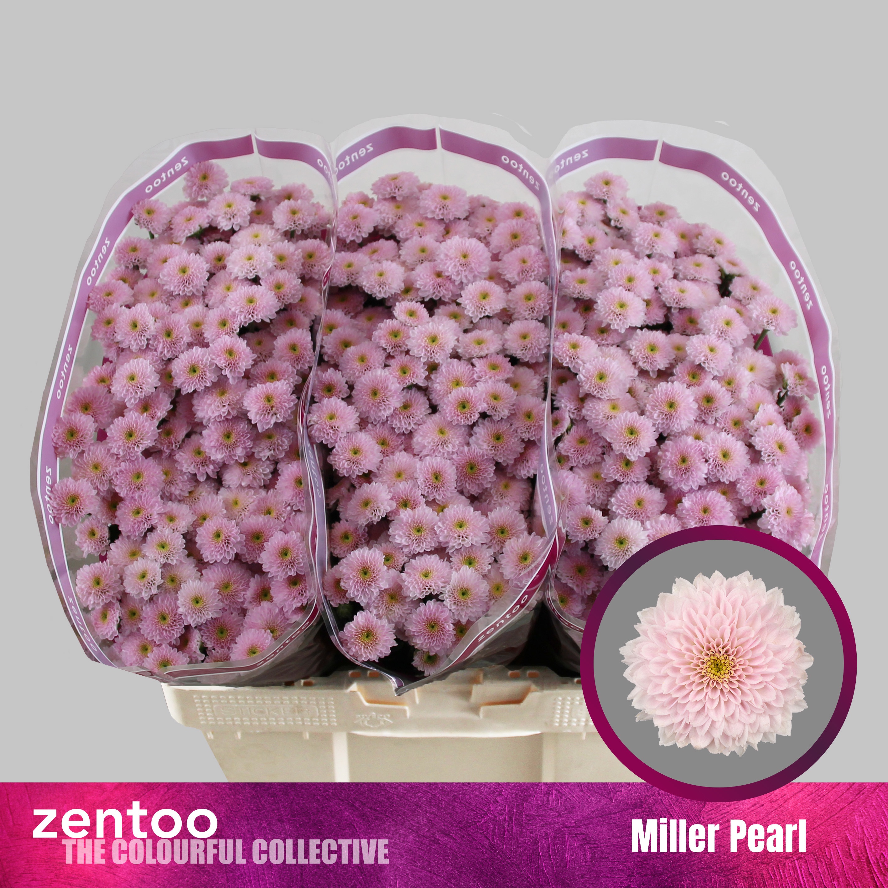 Chrys Santini Miller Pearl 55cm 110Ø