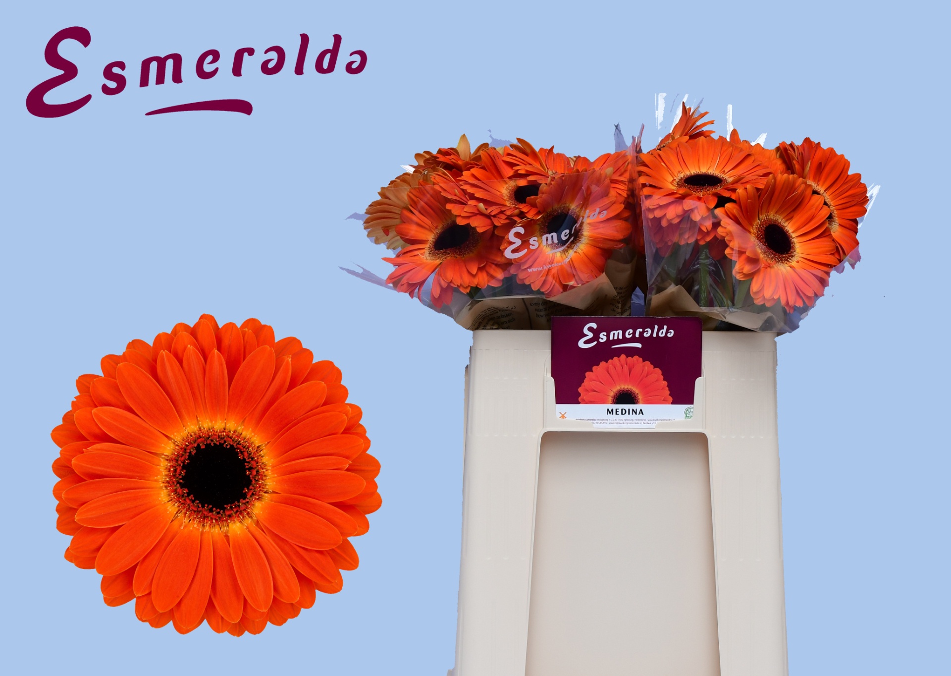 Gerbera Medina