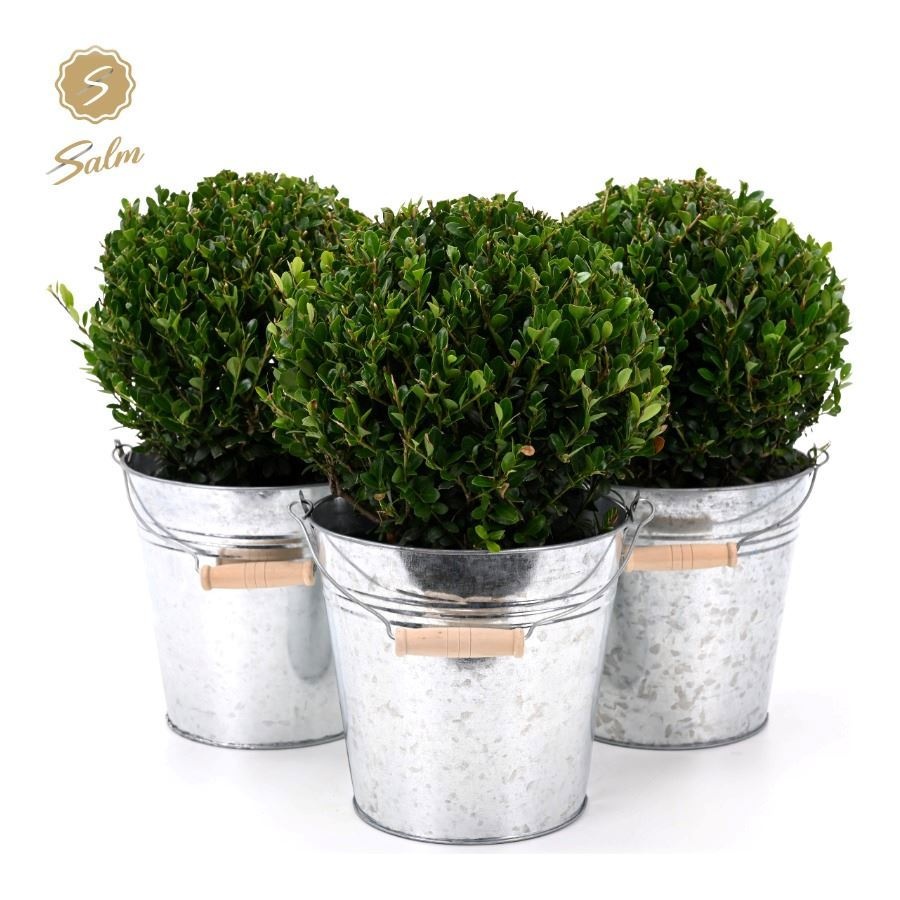 Ilex Crenata Jenny