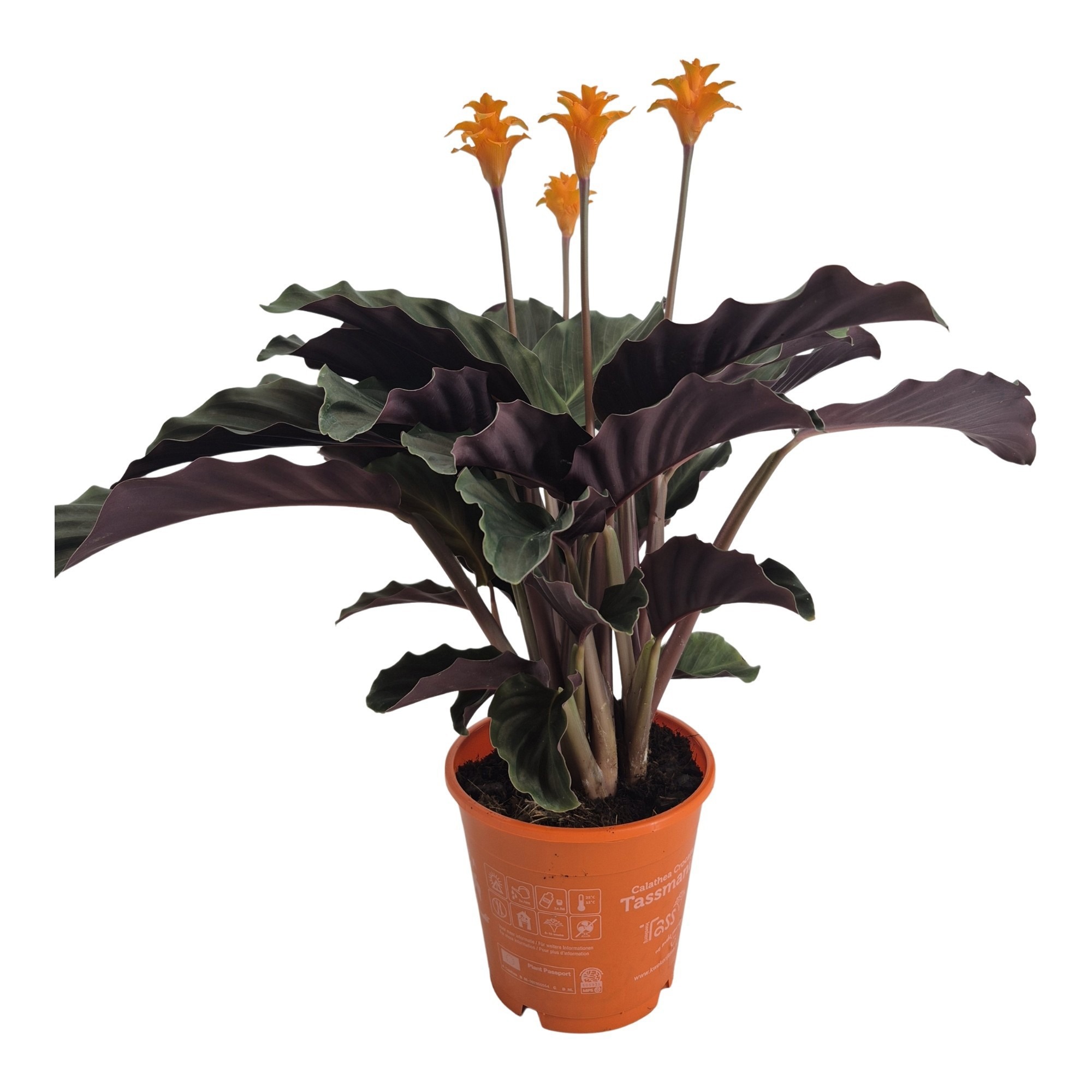 Calathea crocata 'Tassmania' 3-4 bl in oranje pot