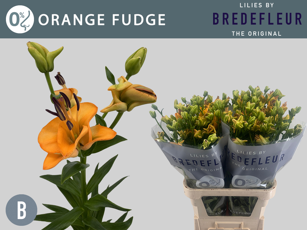 Li La Ov Orange Fudge 2+