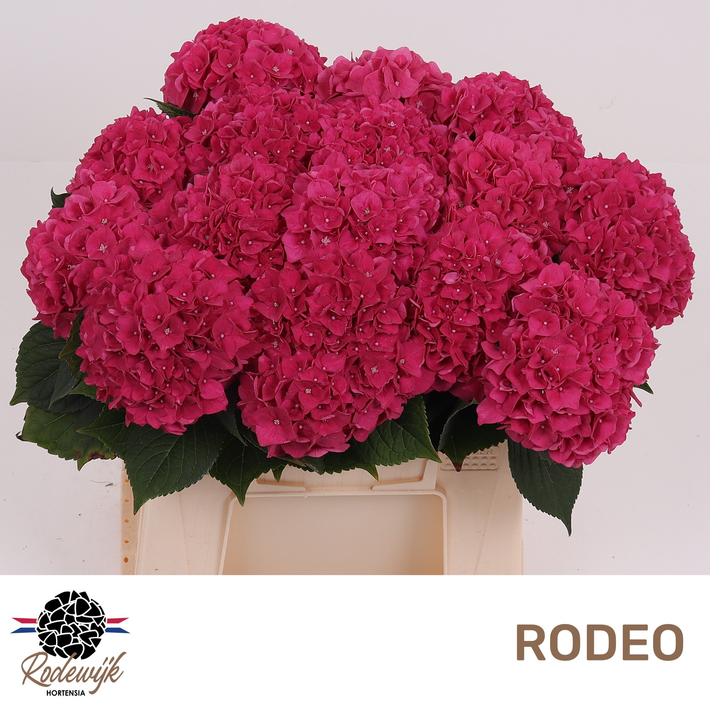Hydrangea Rodeo Dark Pink 40cm 12Ø
