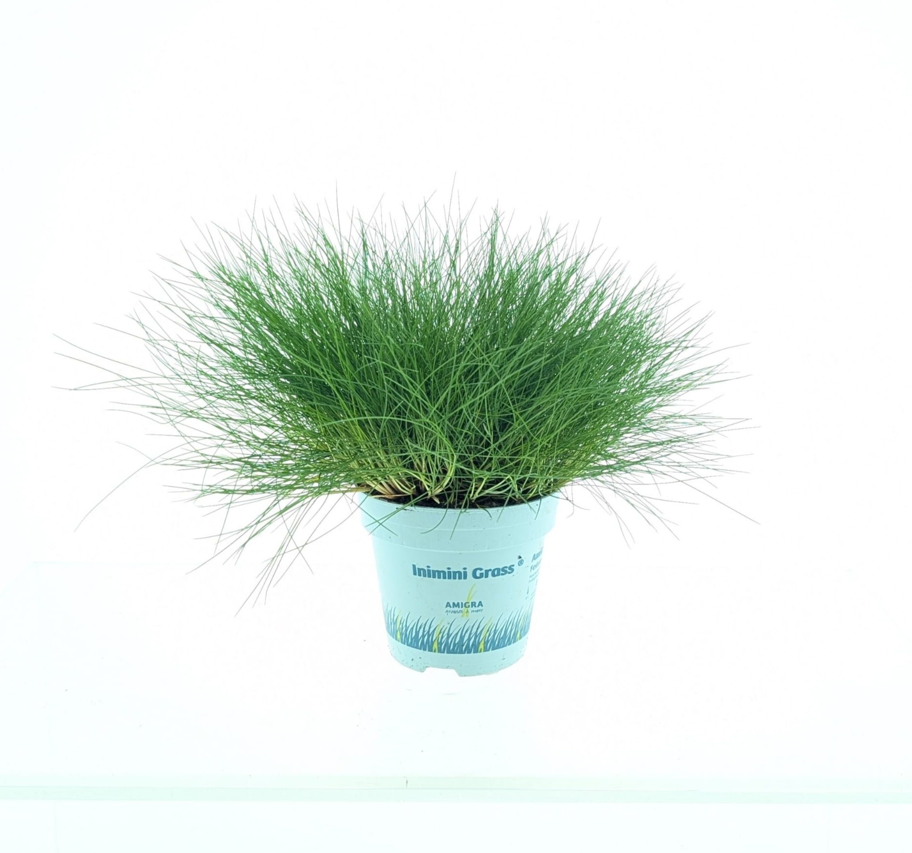 Picture of Festuca gautieri AmiGreen®