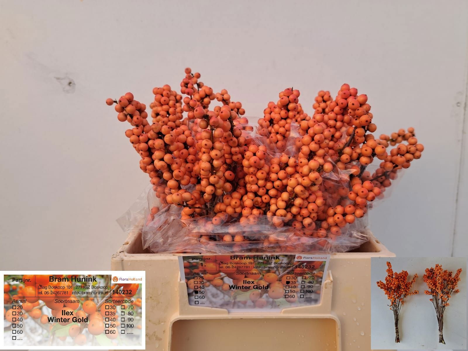 Ilex Winter Gold 35cm