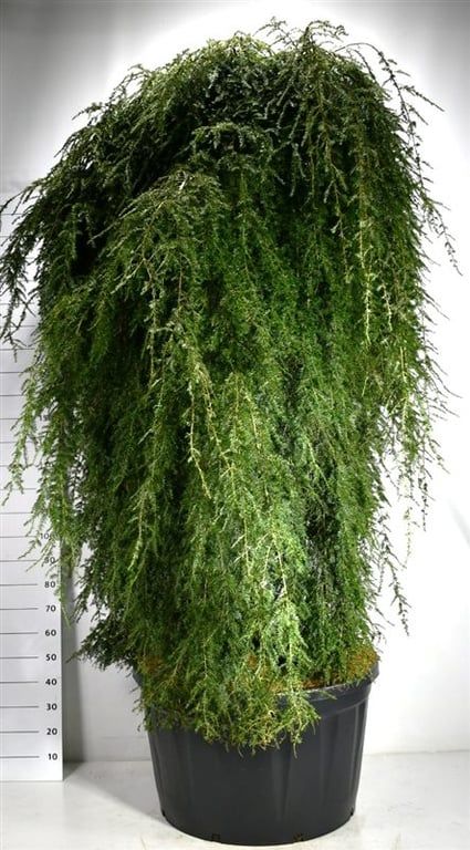 Tsuga canadensis 'Pendula'
