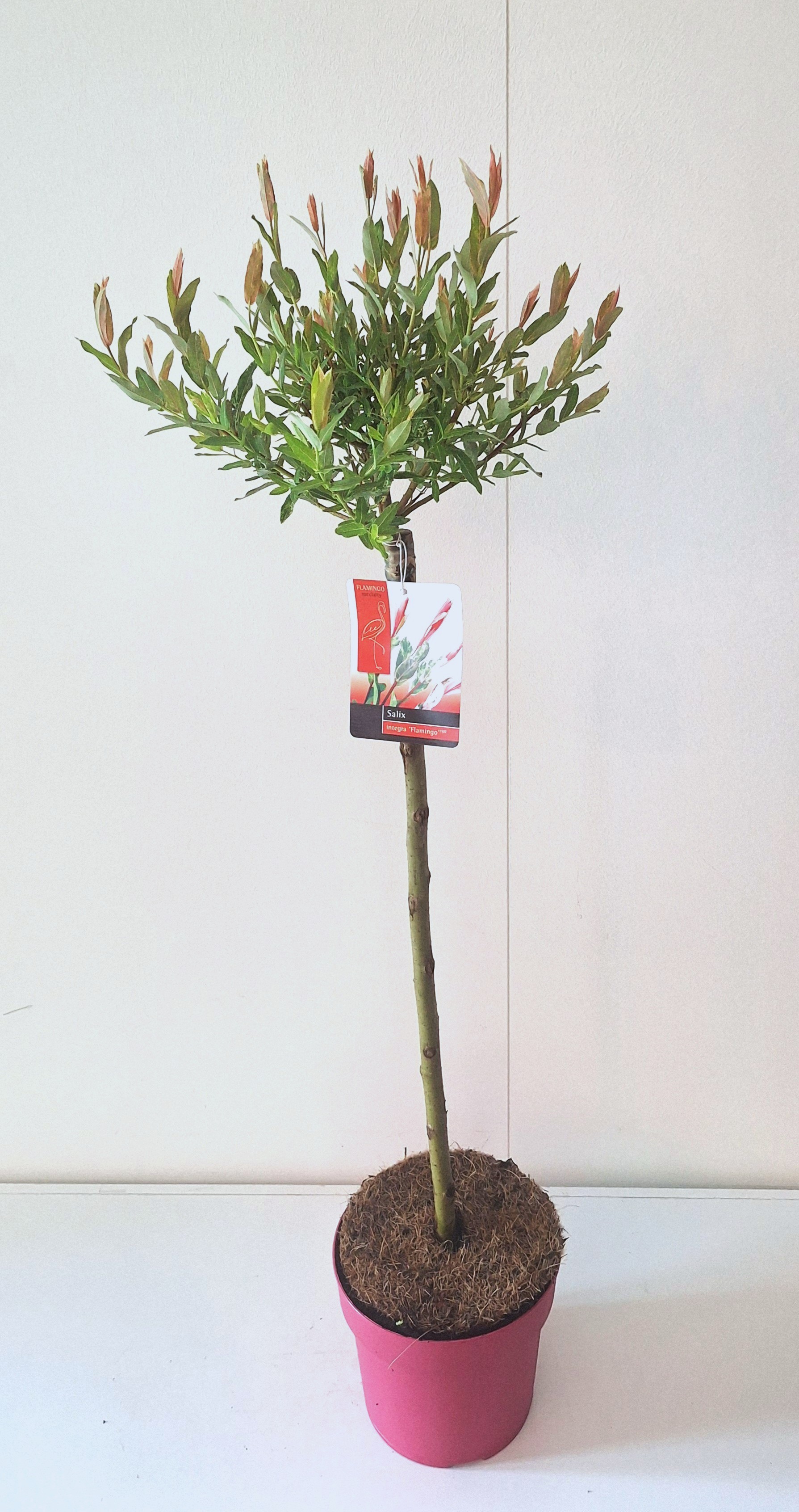 Picture of Salix Flamingo stam 60 Pink pot