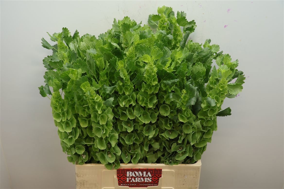 Molucella Esulema 60cm