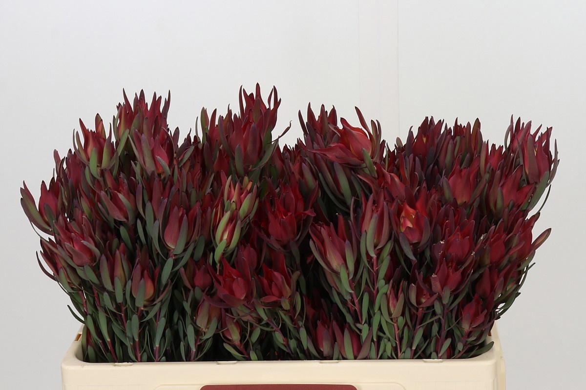Leucadendron Sal Blush 50cm