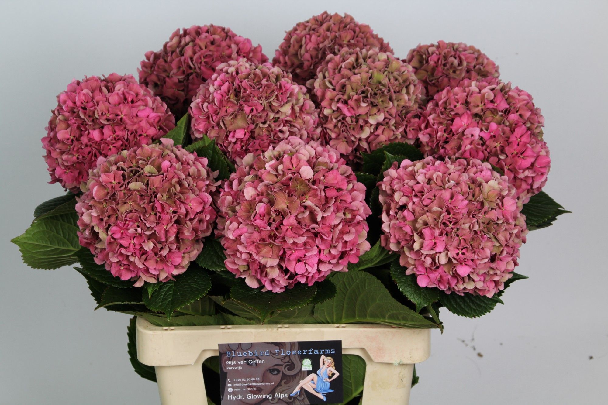 Hydrangea Glowing Alps Classic 60cm 17Ø