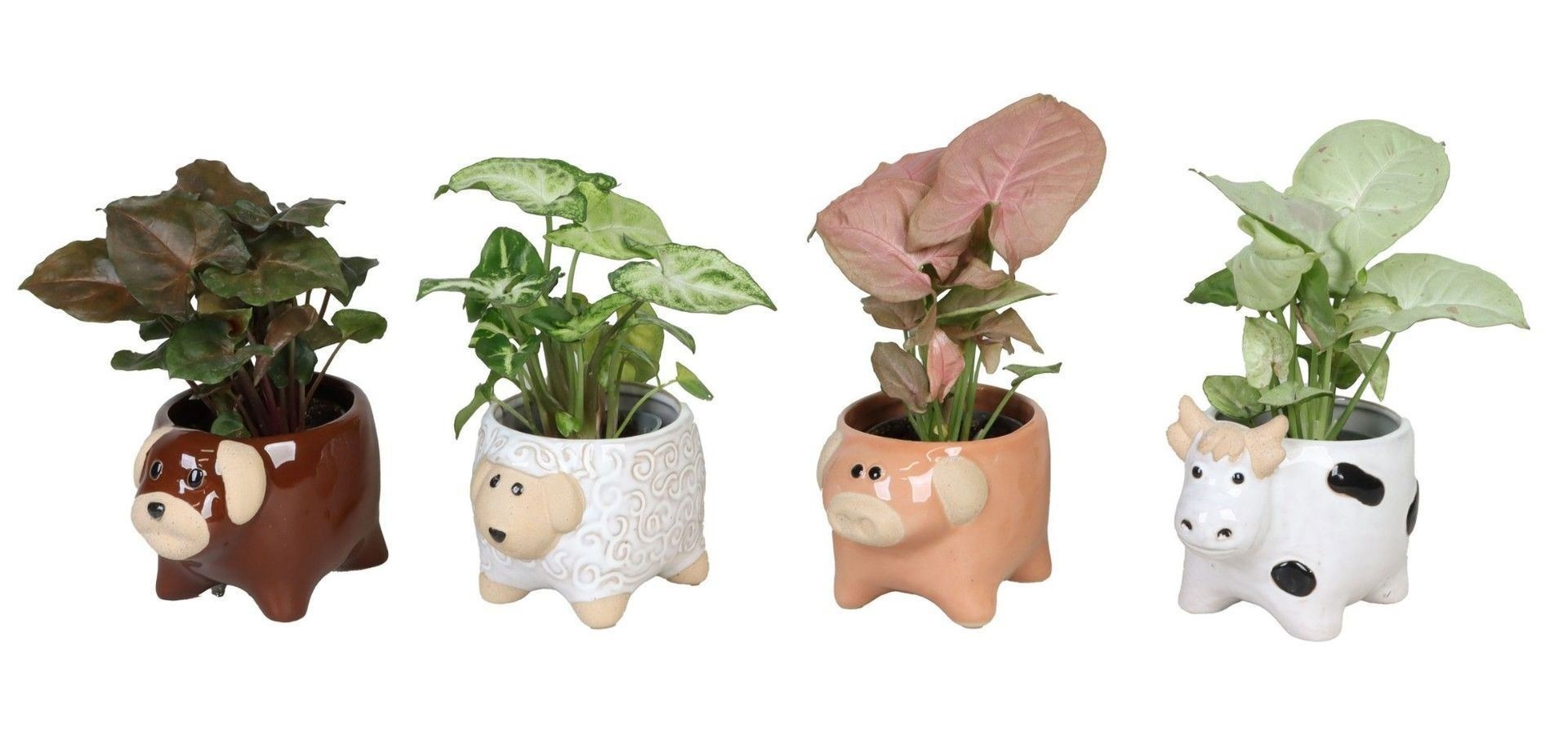 Syngonium L 66624 with Syngonium Mix