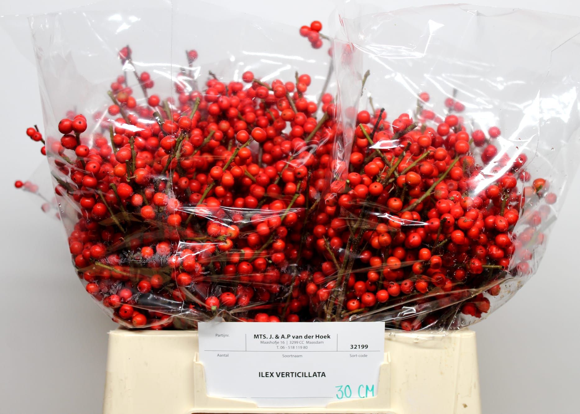 Ilex Verticlilata 30cm