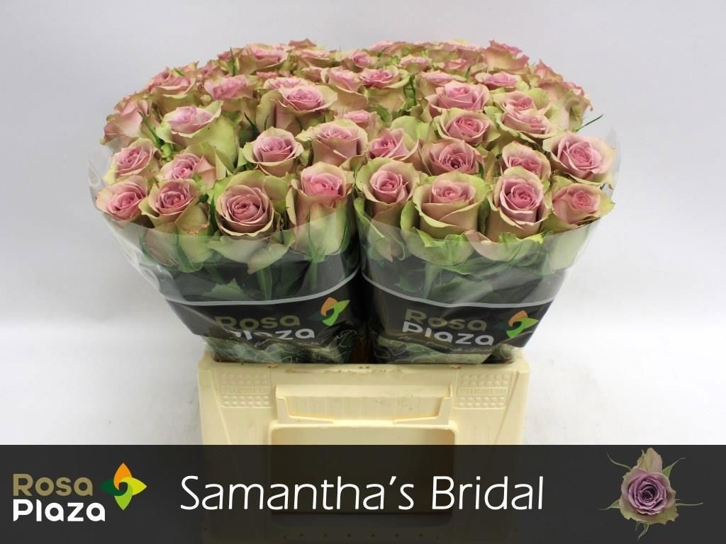 R Gr Samantha Bridal