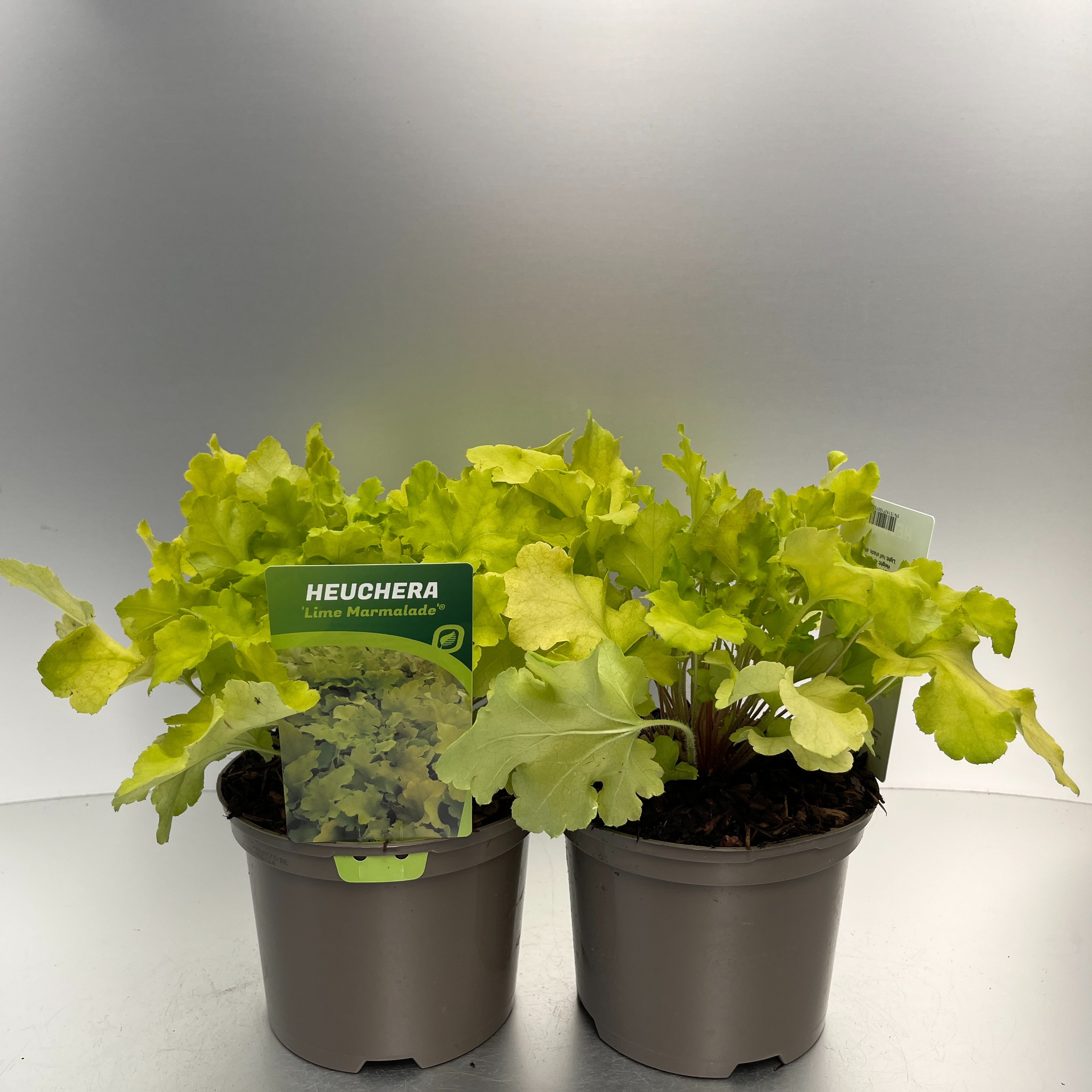 Picture of Heuchera Lime Marmalade P17 (2 Ltr)