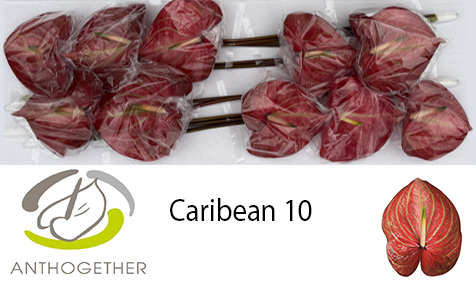 Anth A Caribean