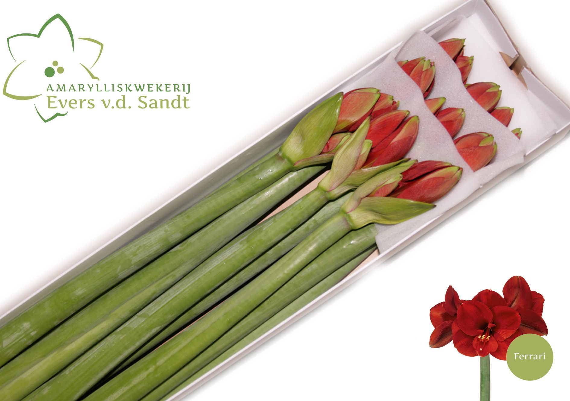 Hippeastrum Ferrari 4bl