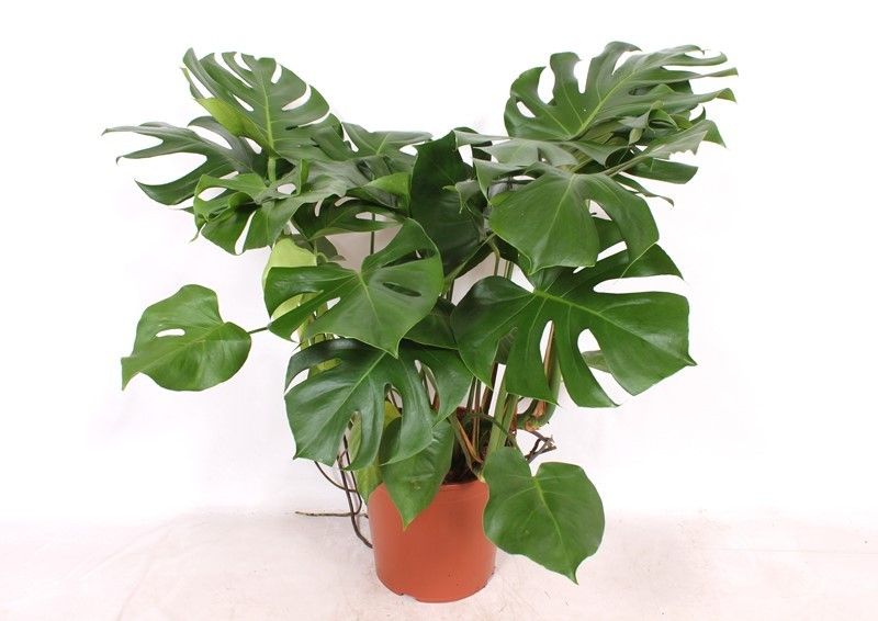 philodendron anderson Philodendron red anderson (4In) – The House Jungle