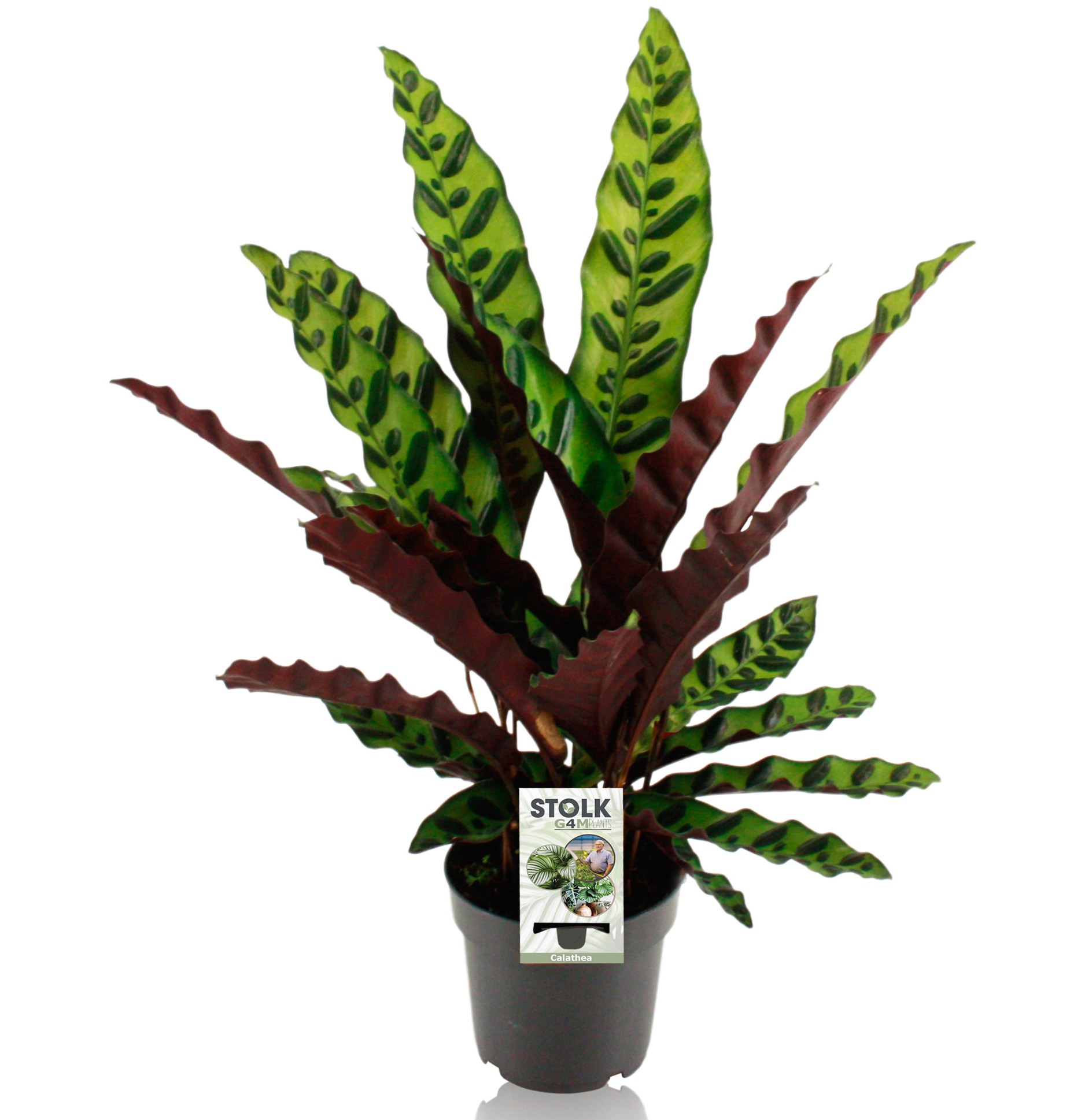 Picture of Calathea Lancifolia Insignis P14 45cm