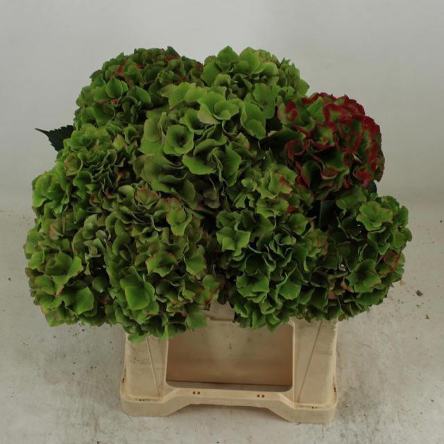 Hydrangea Royal Palace Classic 40cm 16Ø