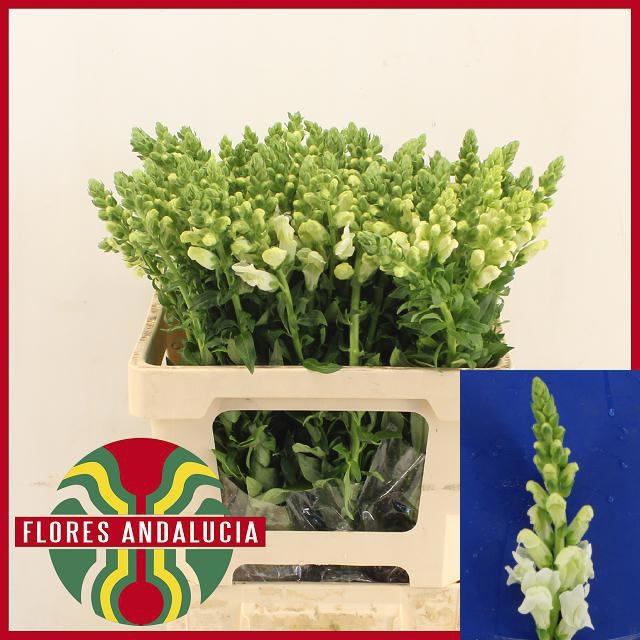 Antirrhinum Poto Early White 60cm