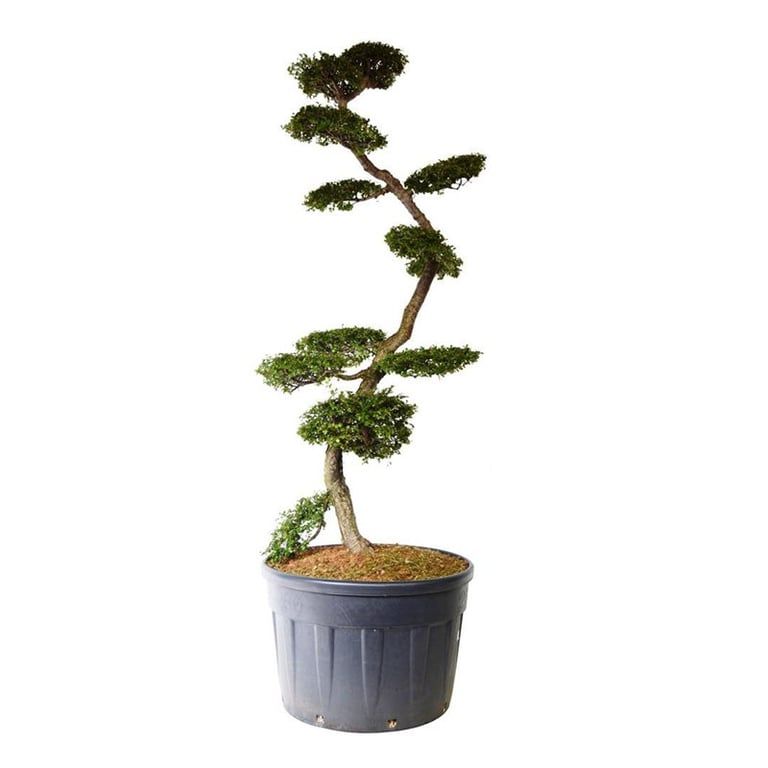 Nothofagus antarctica