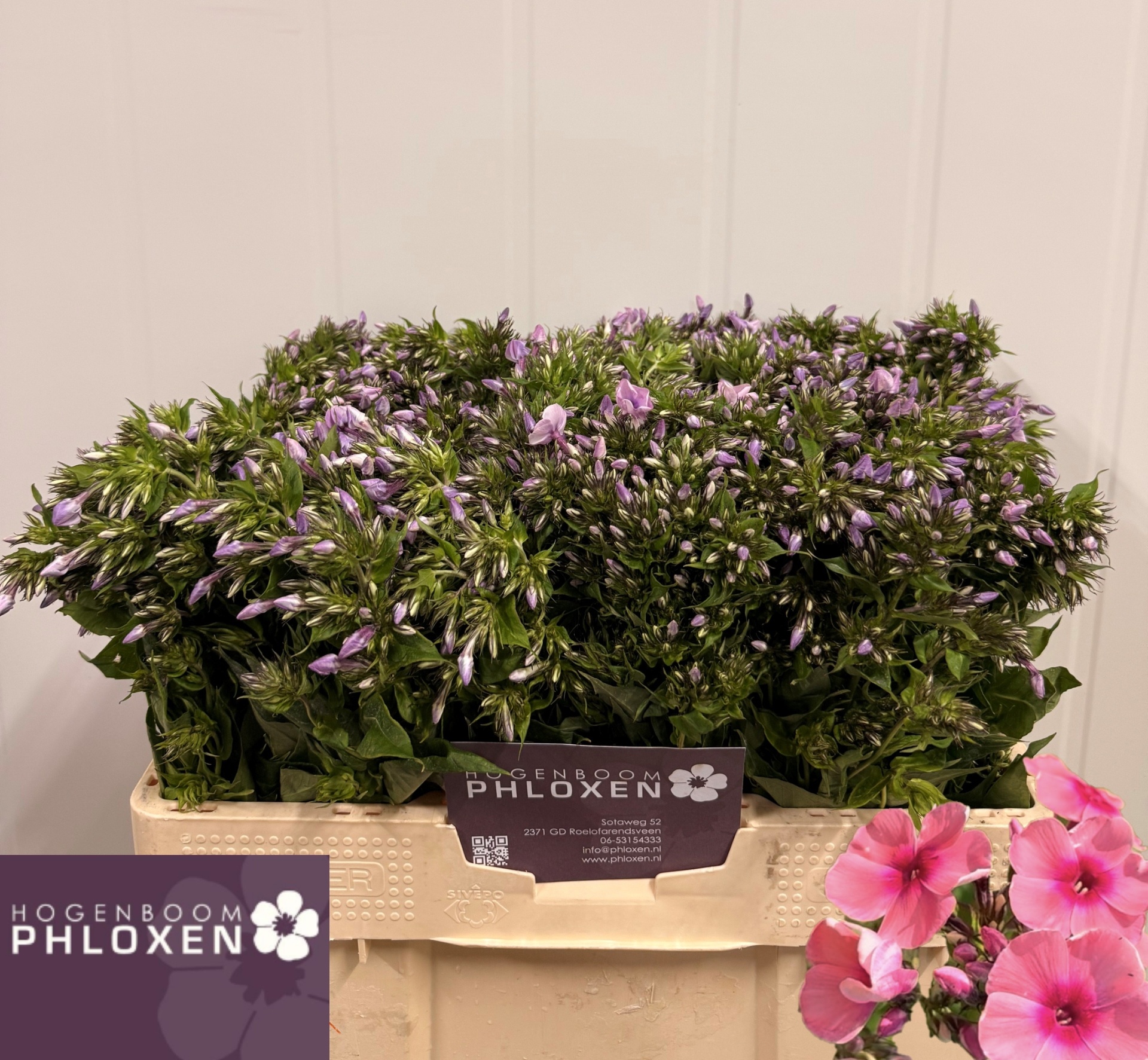 Phlox P Kiki 60cm