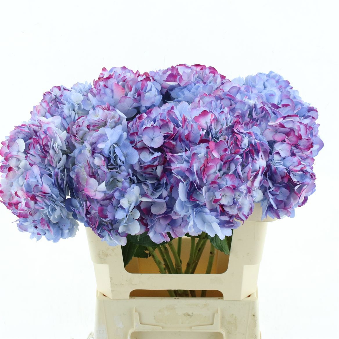 Hydrangea 60cm 19Ø