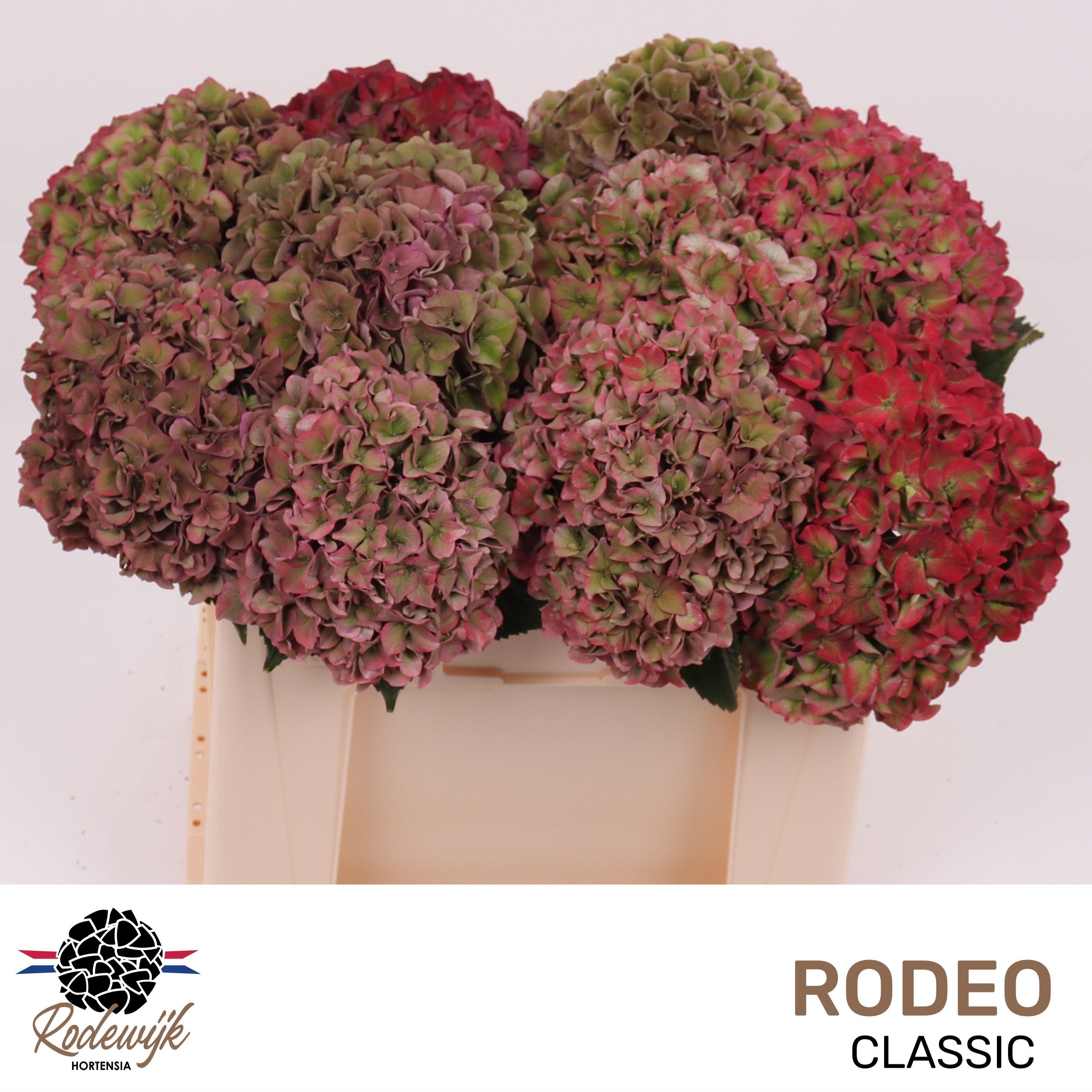 Hydrangea Rodeo Classic Pink 50cm 17Ø