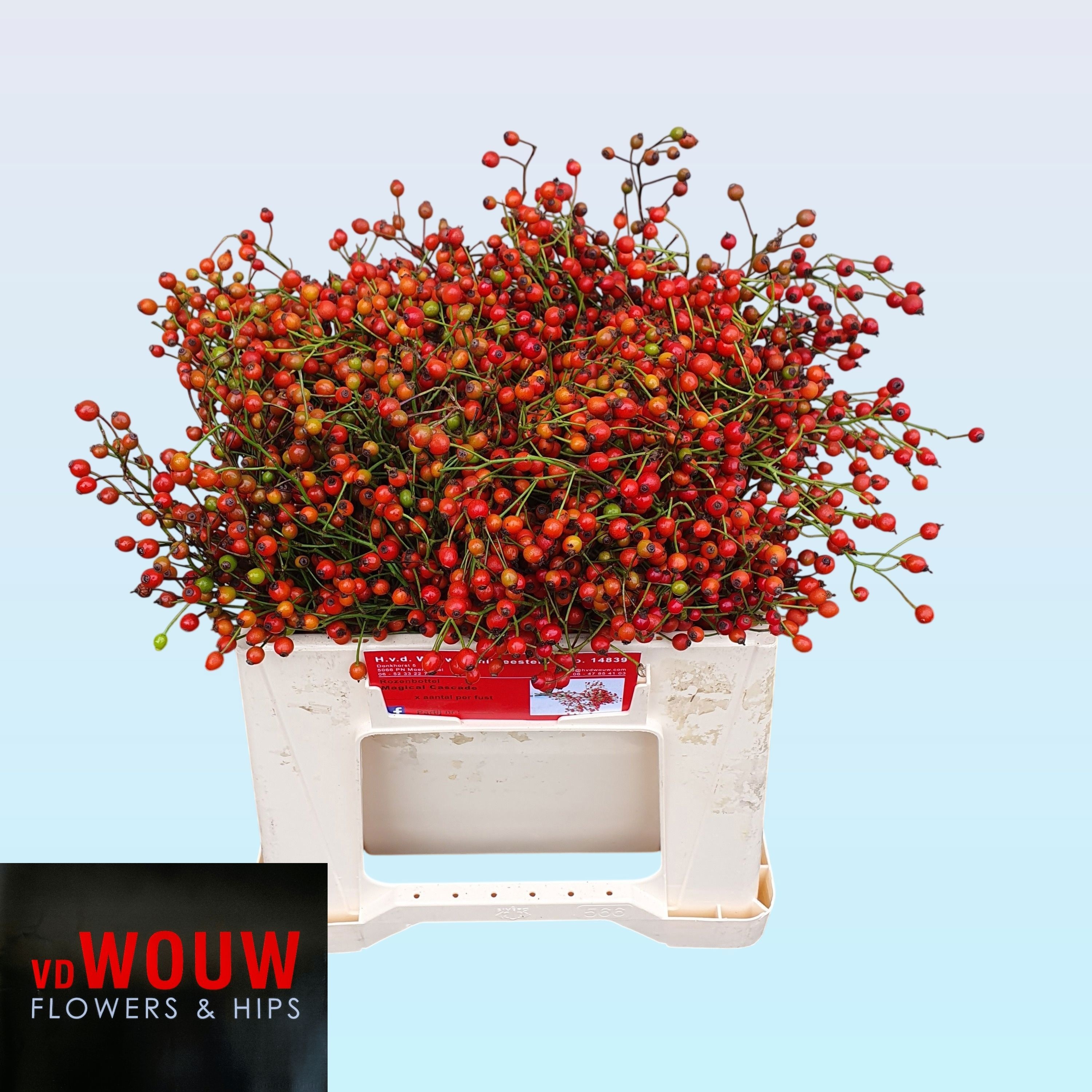 Rosa F Aut Splendor 35cm