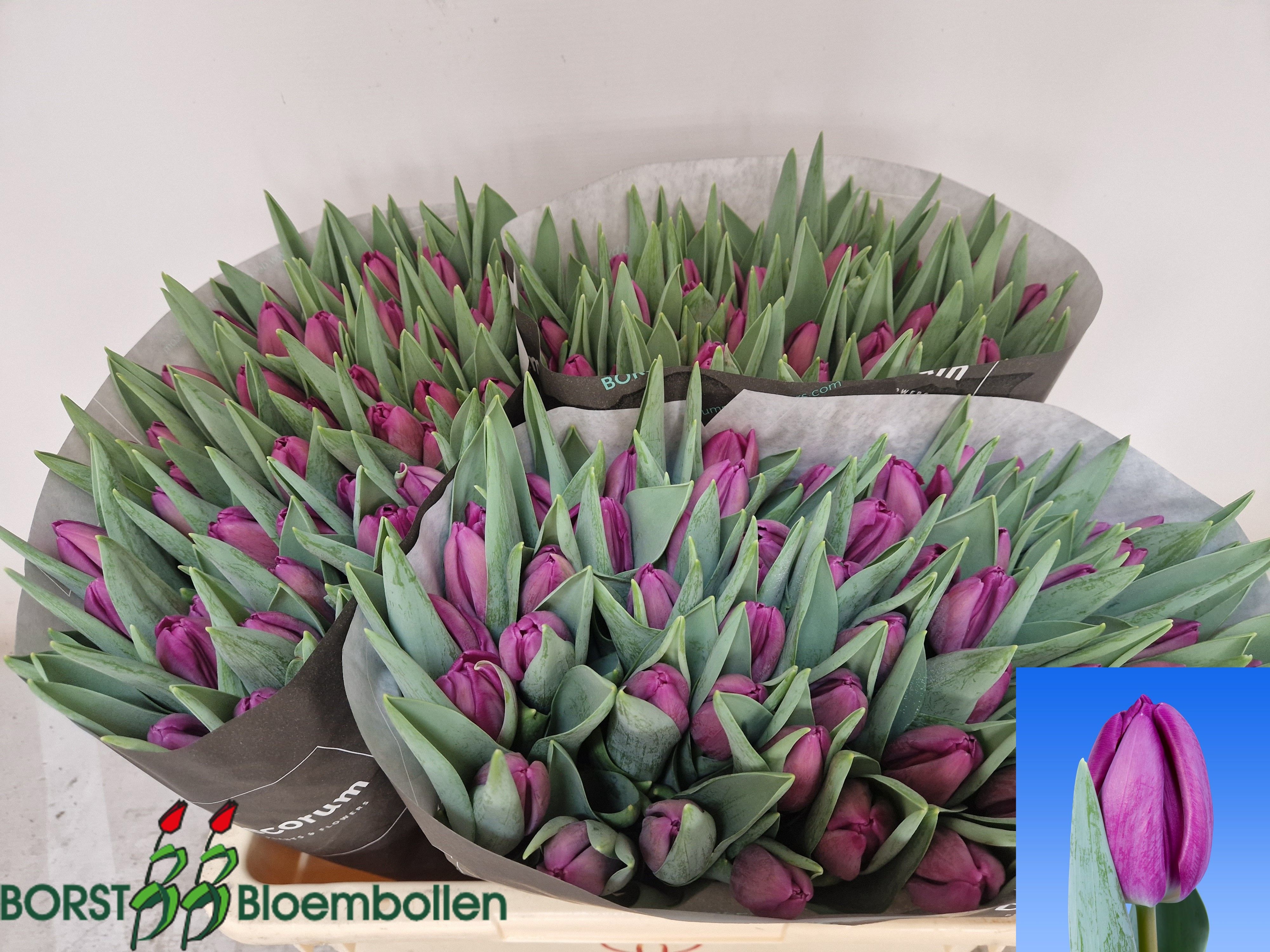 Tulipa Bullit 42cm 42gram