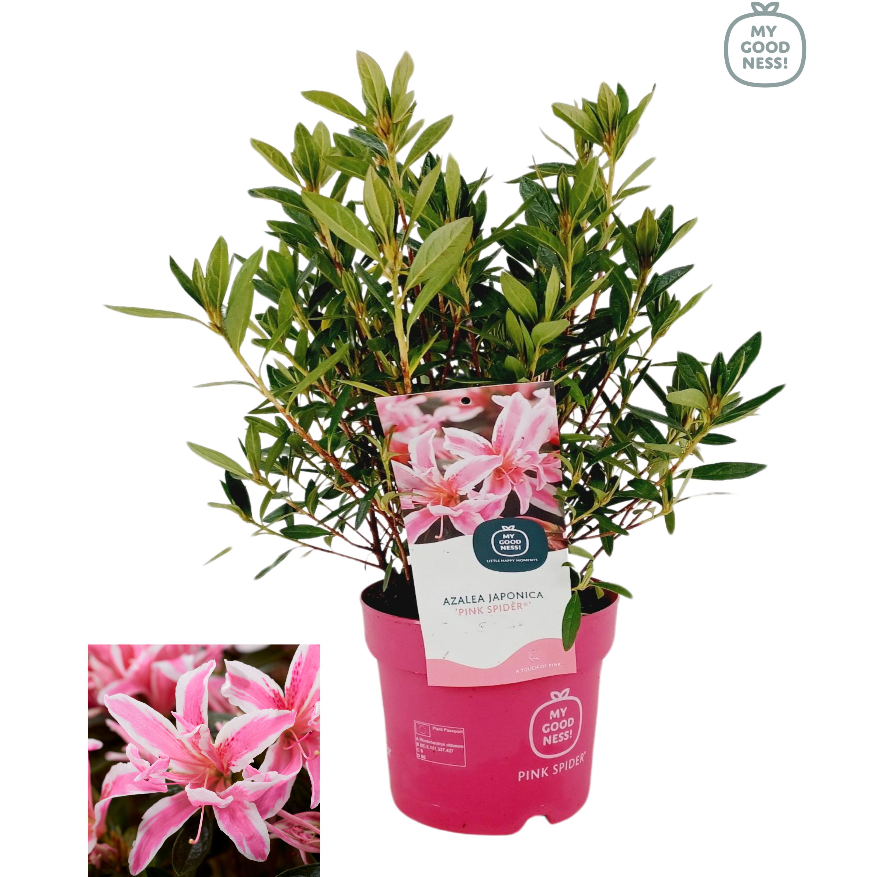 Picture of Rhododendron japonicum Pink Spider P17 (2 Ltr)