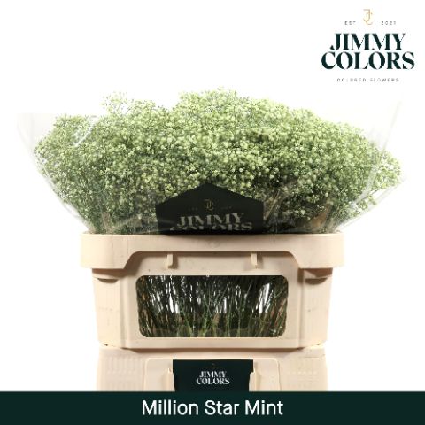 Gyps Million Star L70 Mint
