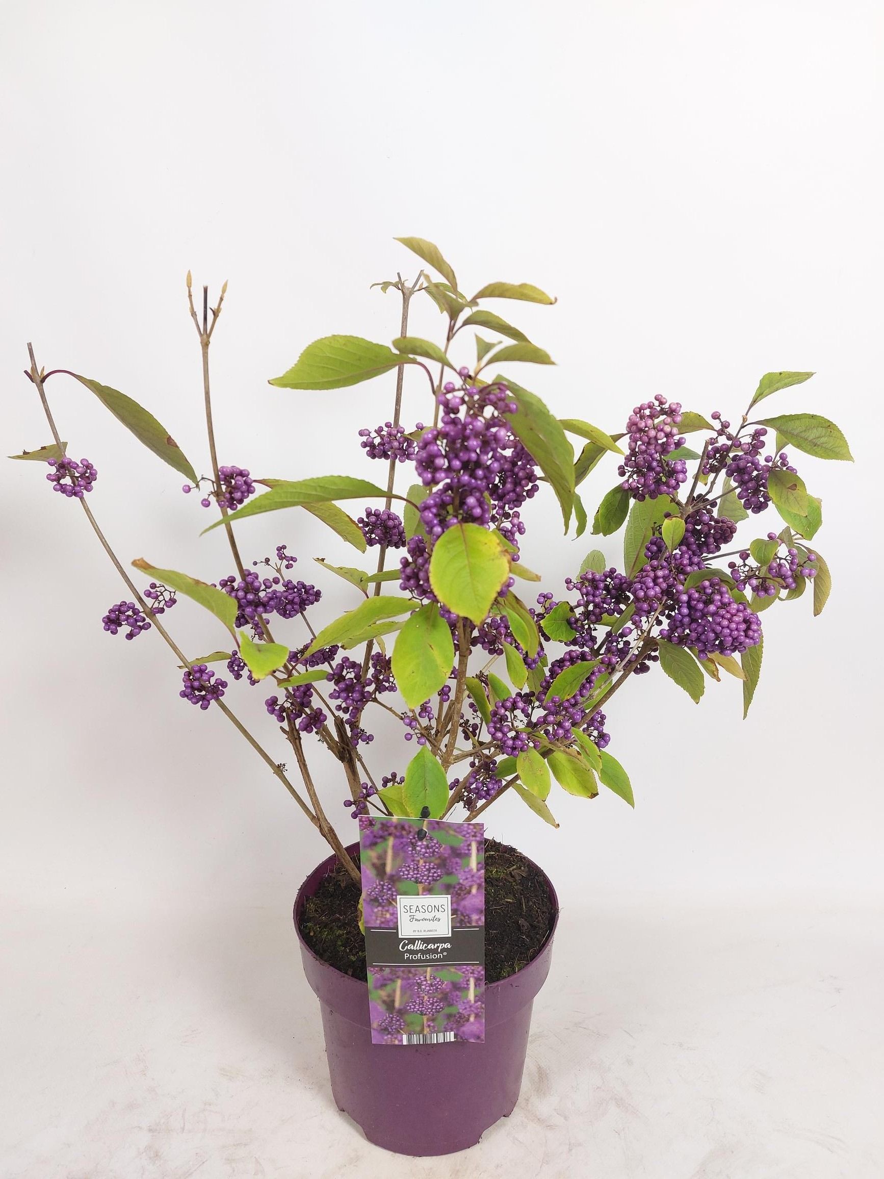 Callicarpa bodinieri 'Profusion' in pot
