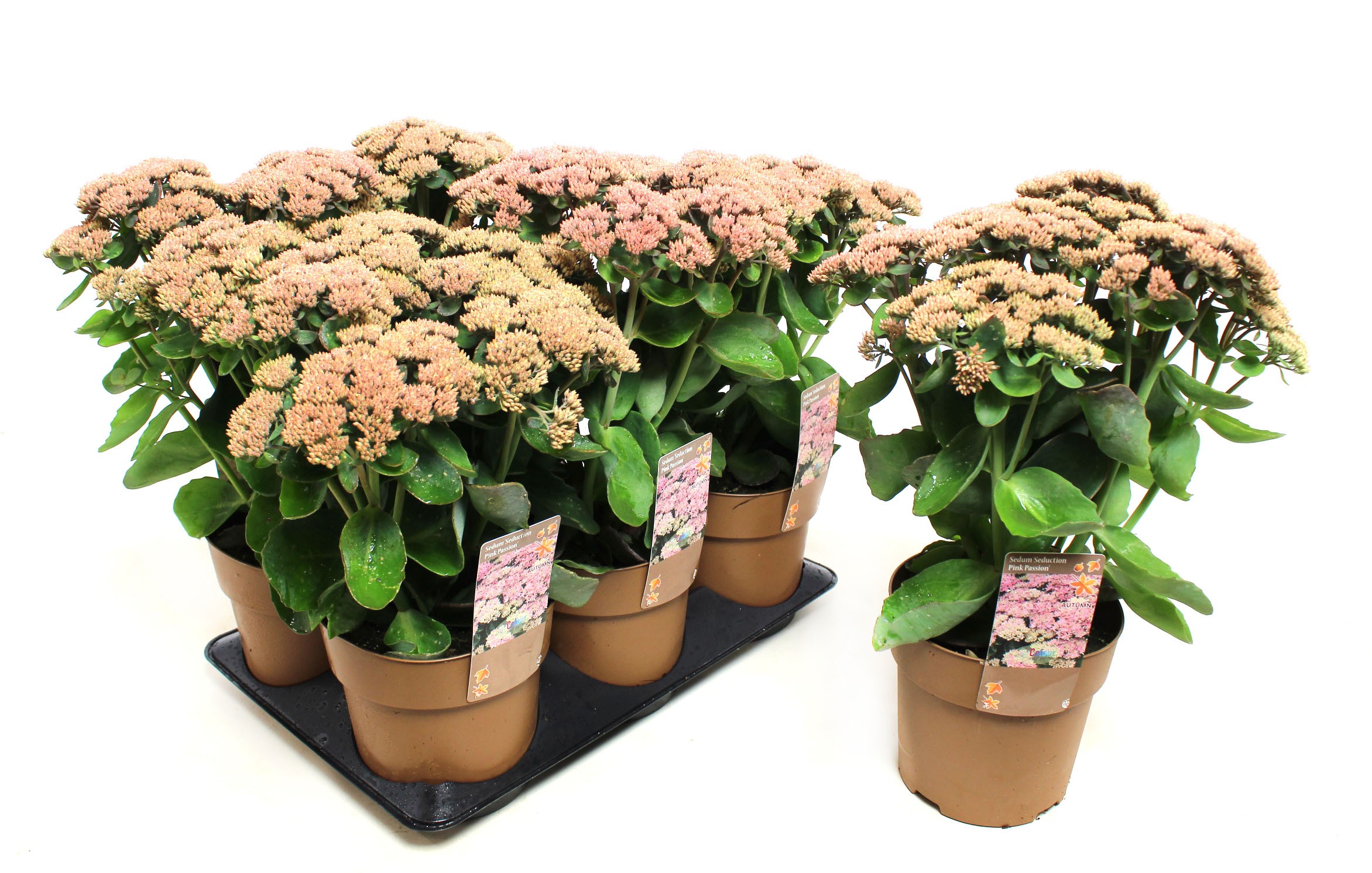 Picture of Sedum Seduction Pink Passion P15