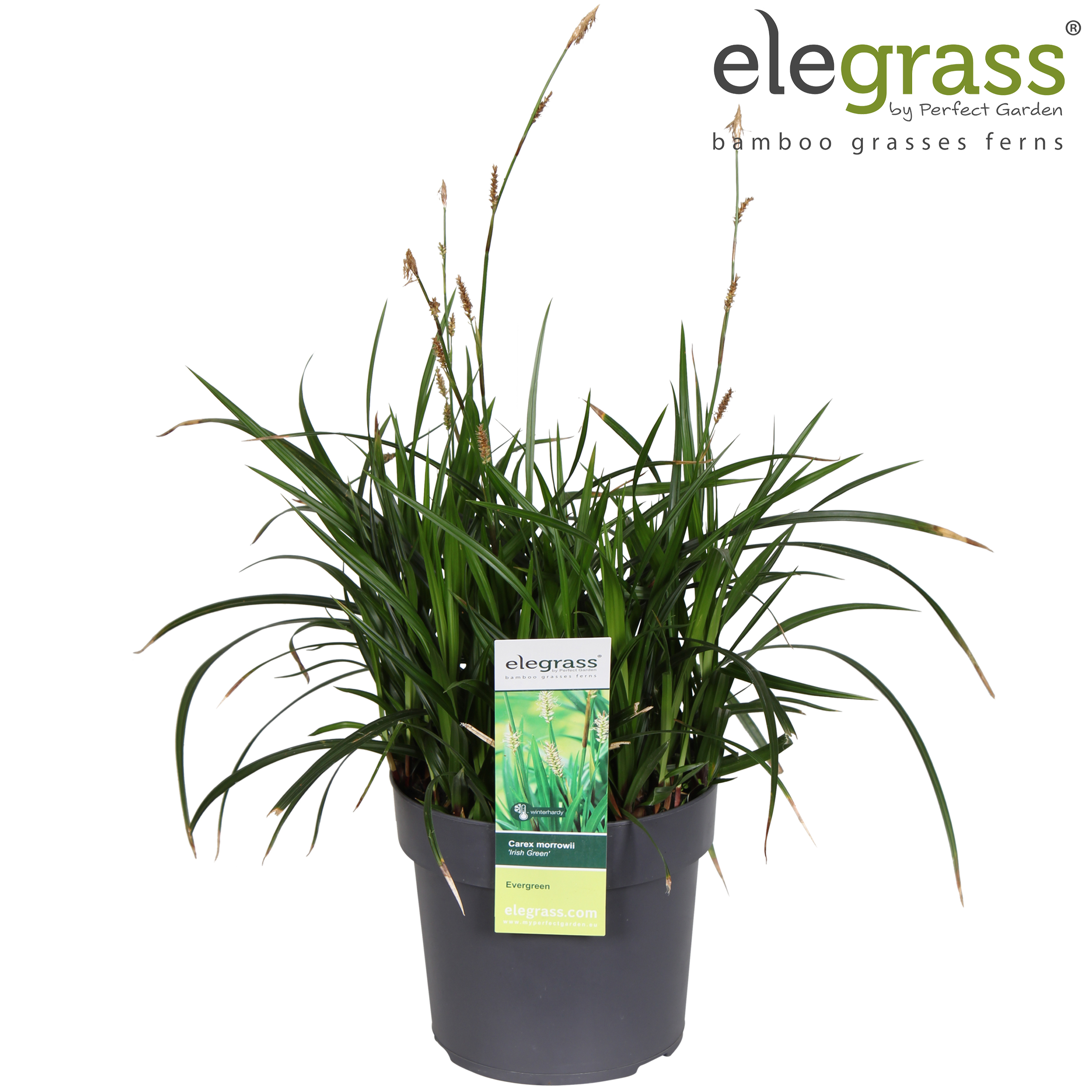 Picture of Carex Irish Green P19 (3 Ltr)