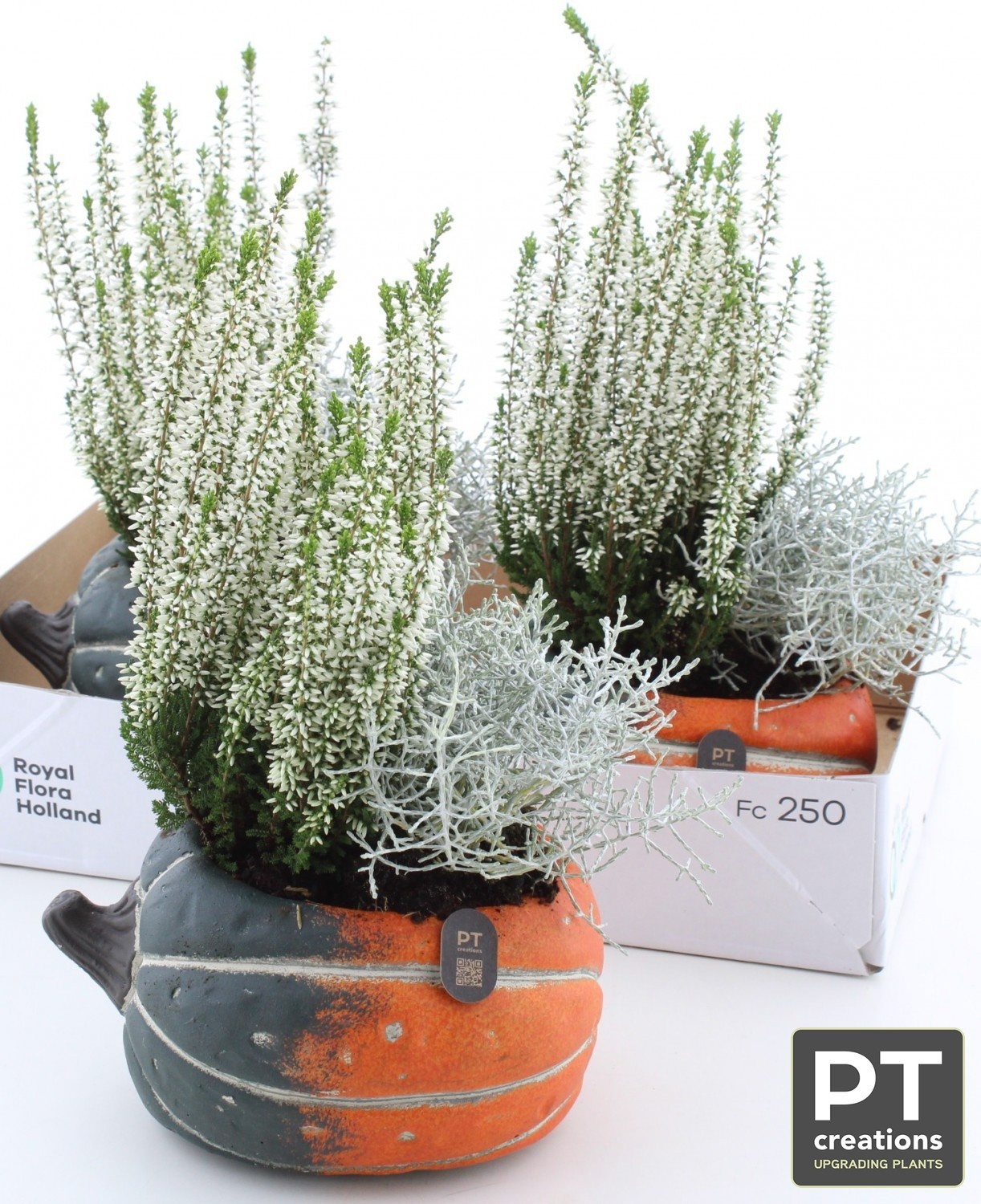 Arr Tuinplanten 18P 34cm 22bloei