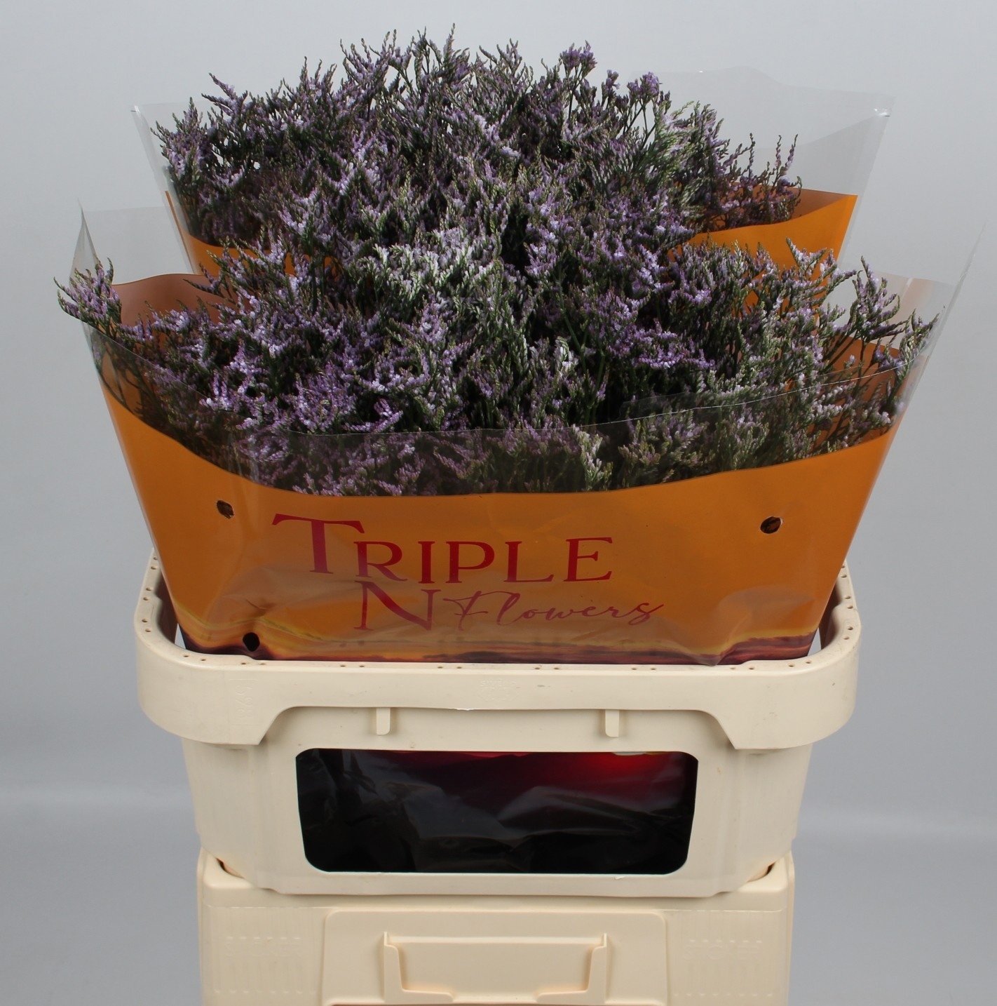 Limonium Lilac 80cm 50gram