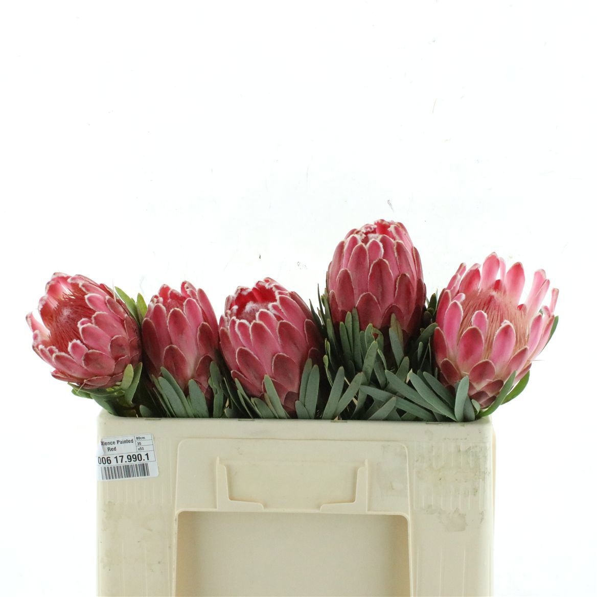 Protea Venus 50cm