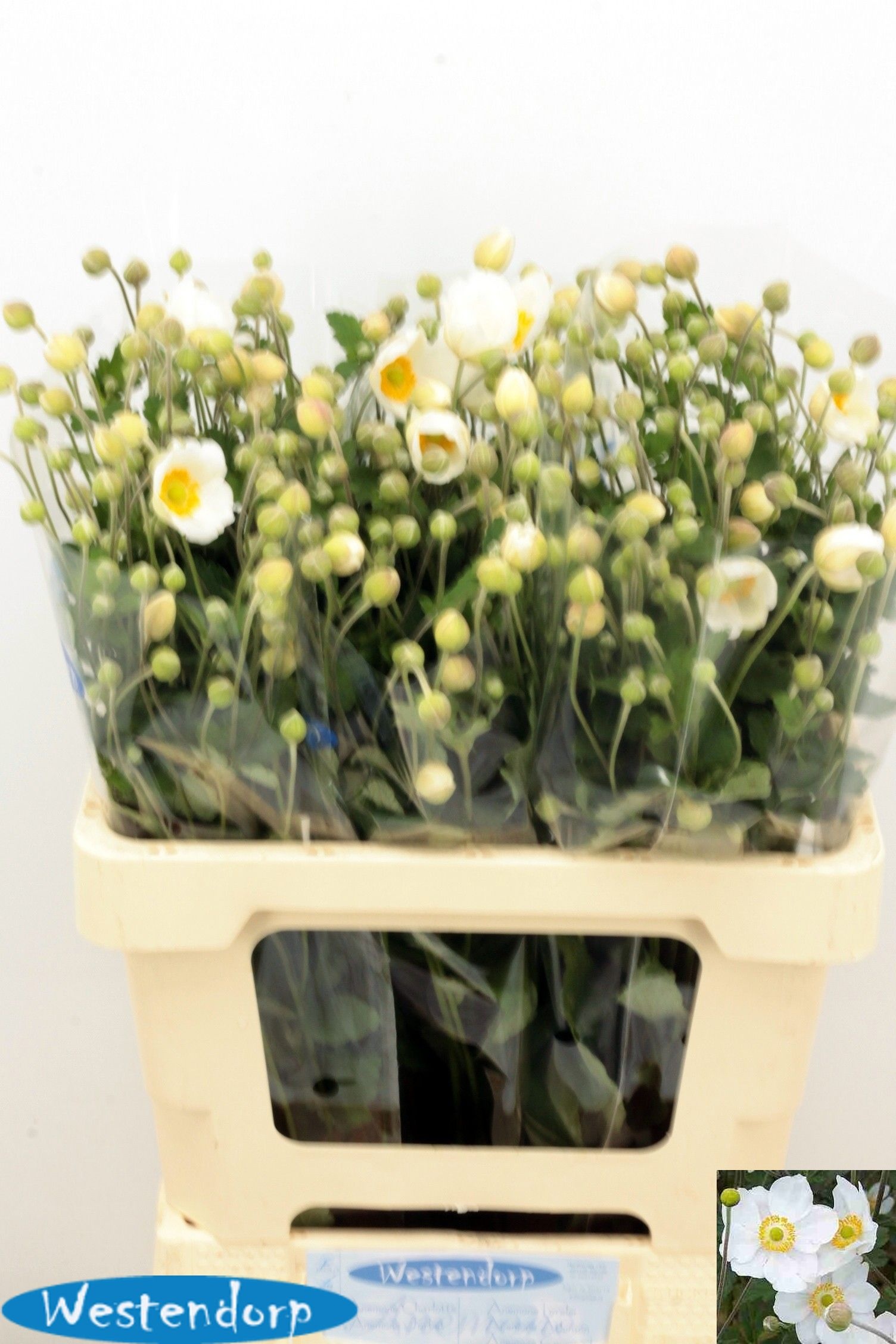 Anemone 60cm