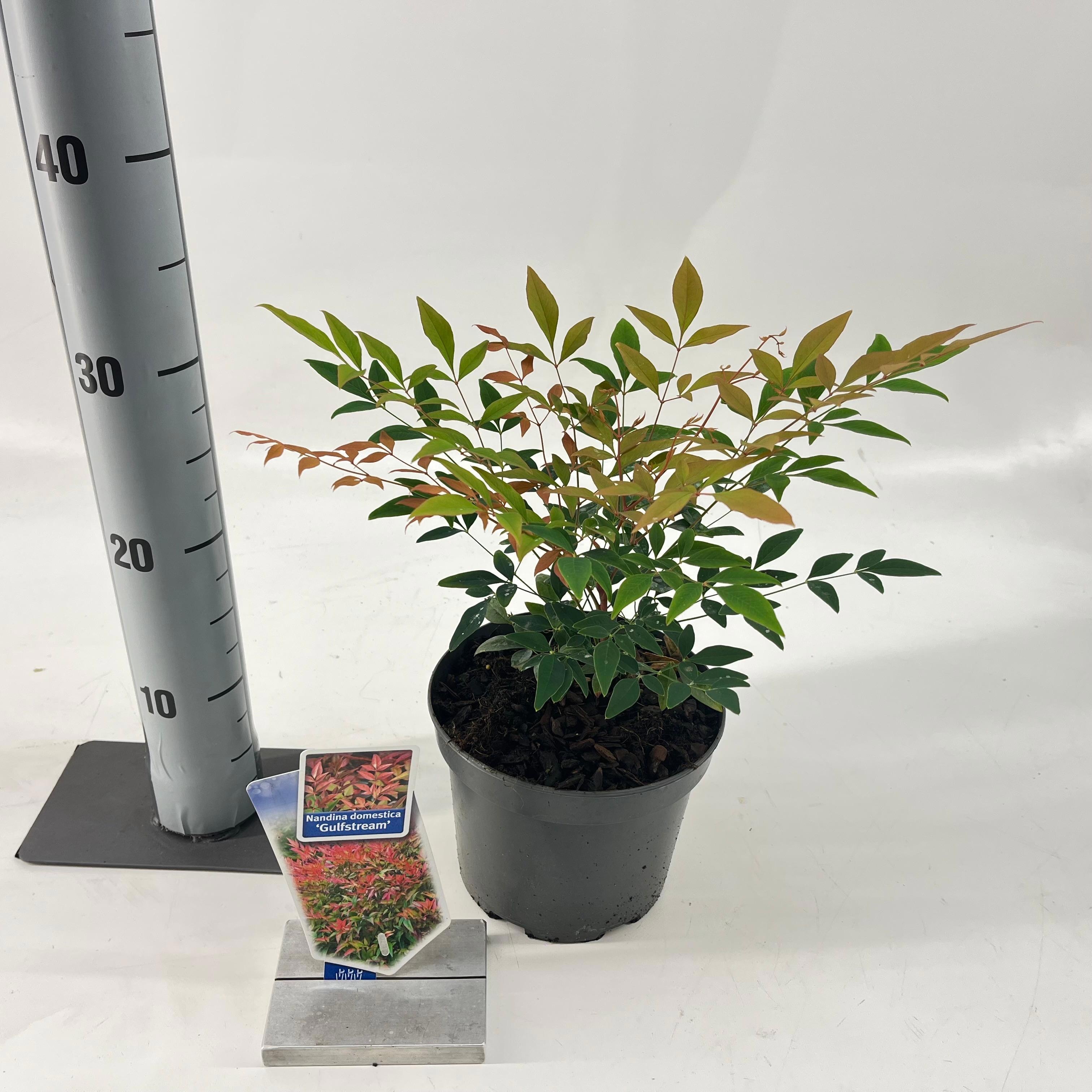 Picture of Nandina domestica 'Gulfstream'
