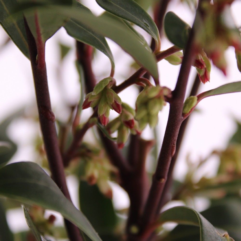 Picture of Sarcococca 'Purple Gem'