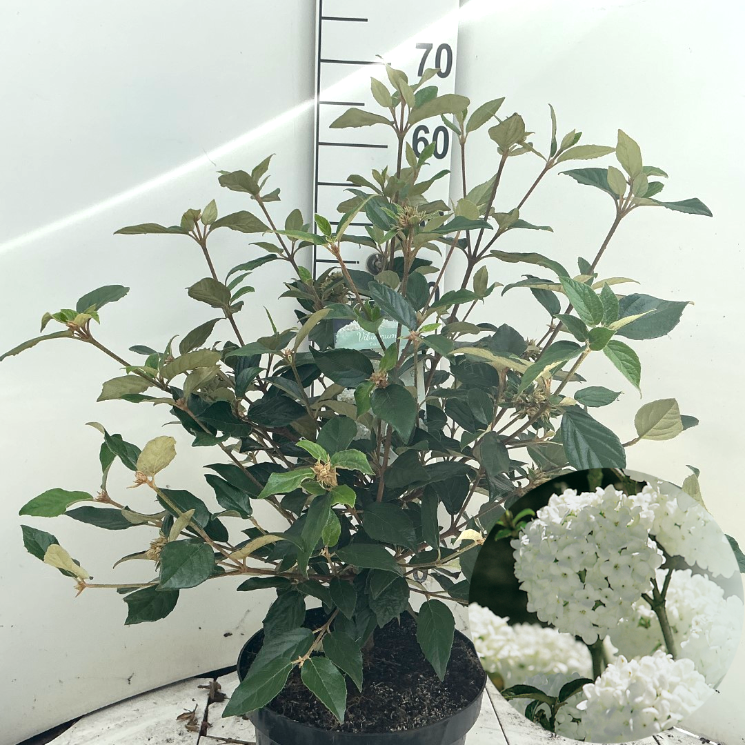 Viburnum 'Eskimo'
