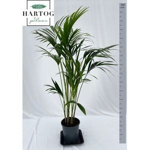 Howea Forsteriana 24P 160H 6stek