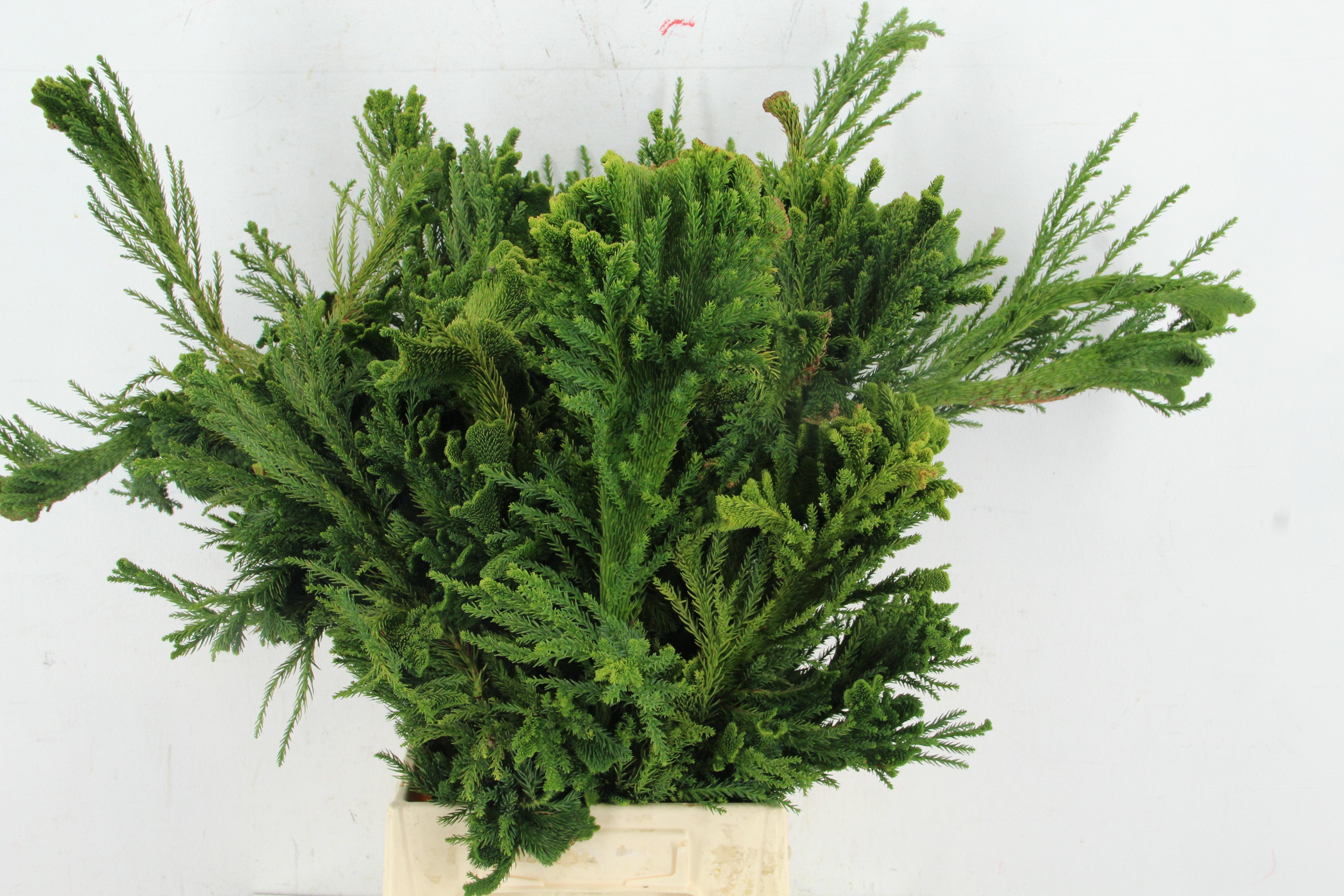 Cryptom J Cristata 50L.cm