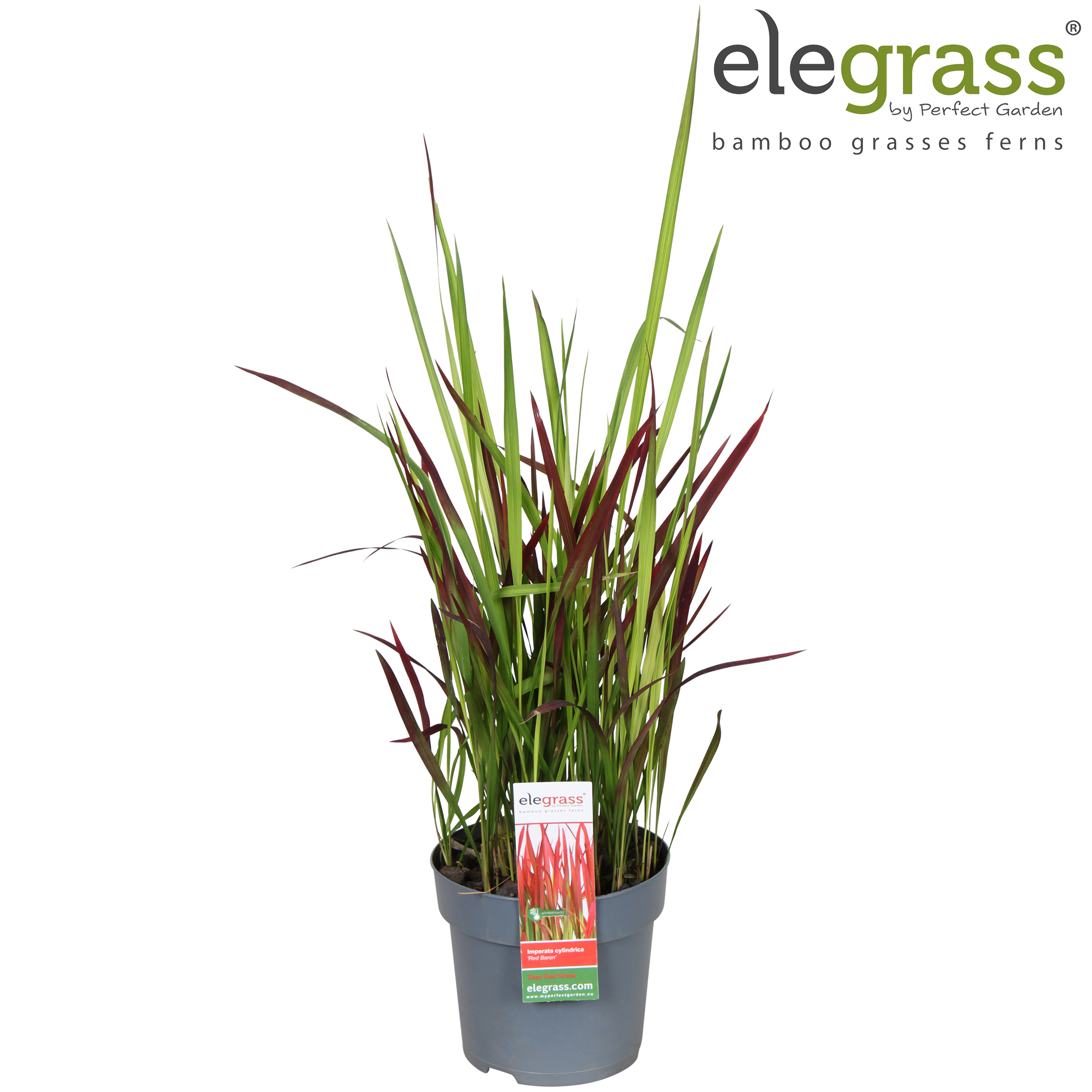 Picture of Imperata cylindrica 'Red Baron' P14