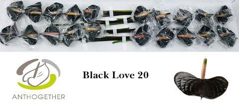 Anth Black Love