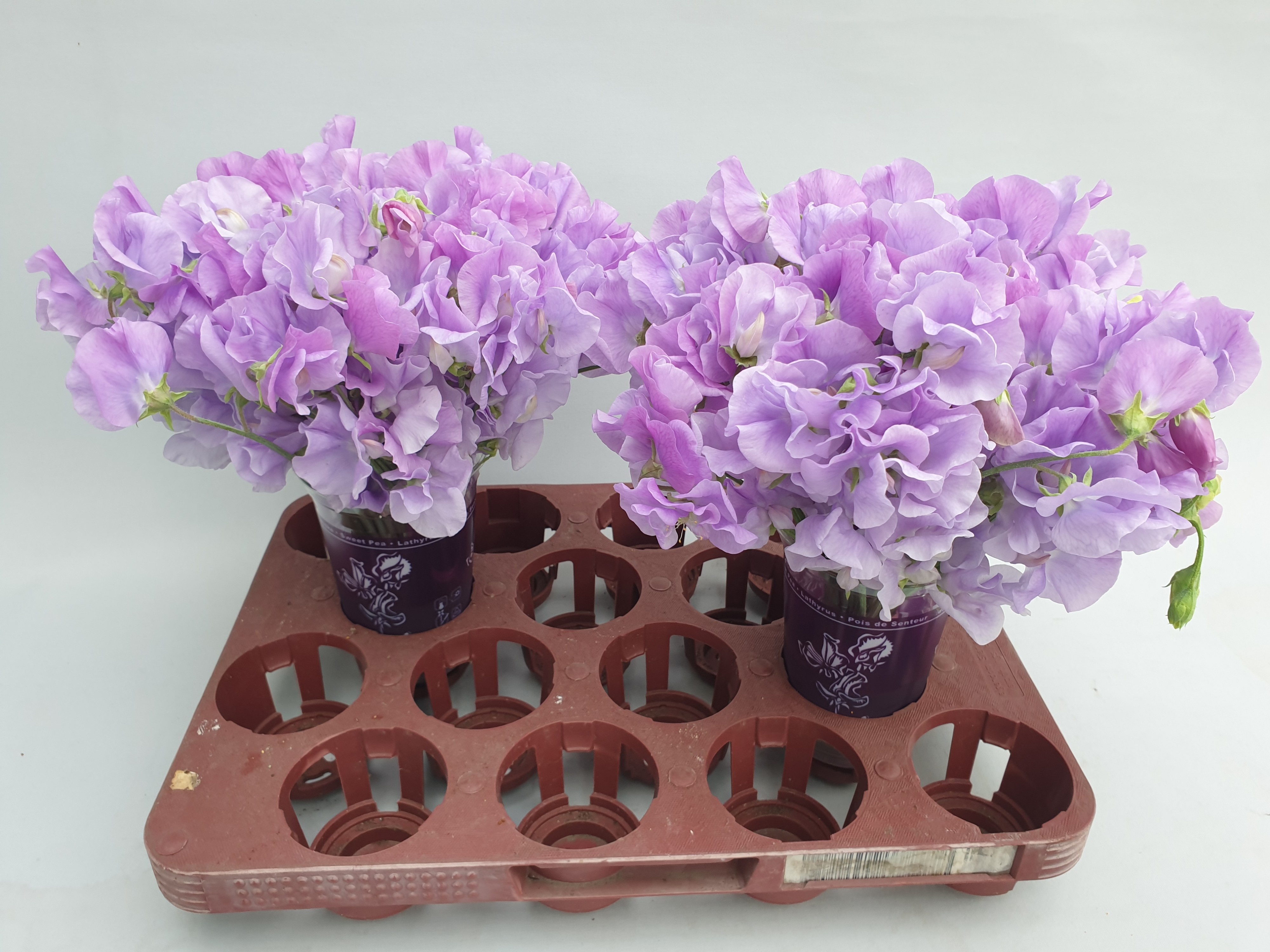 Lathyrus Suns Laven 20cm