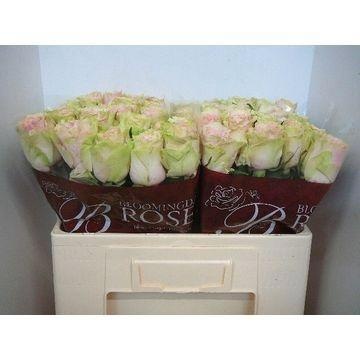 Rosa Frutteto 50cm
