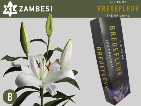 Li Ot Zambesi